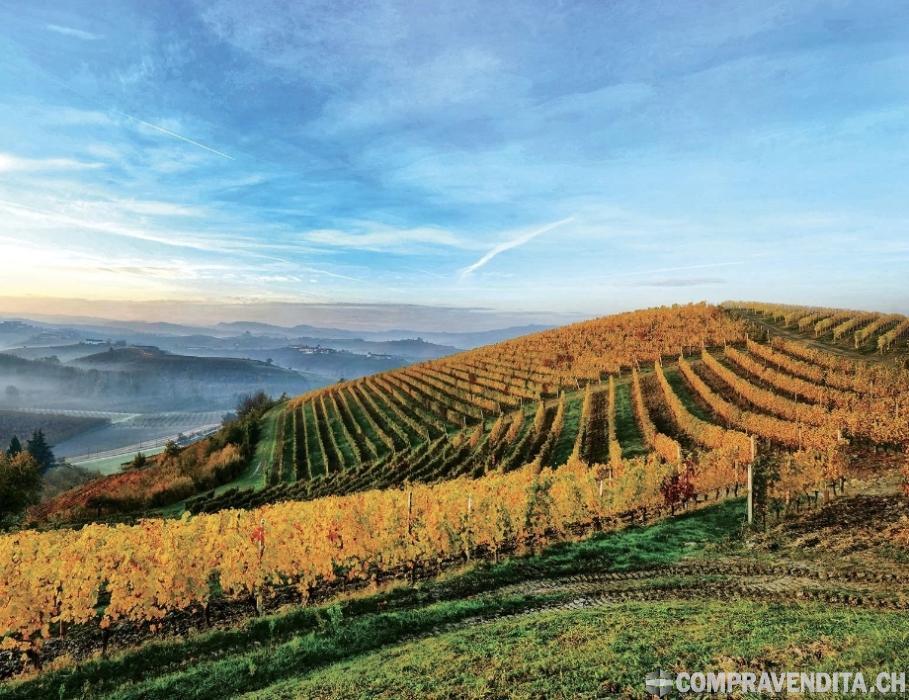 Vineyard /Winery VineyardWinery.jpg Vineyard /Winery VineyardWinery.jpg