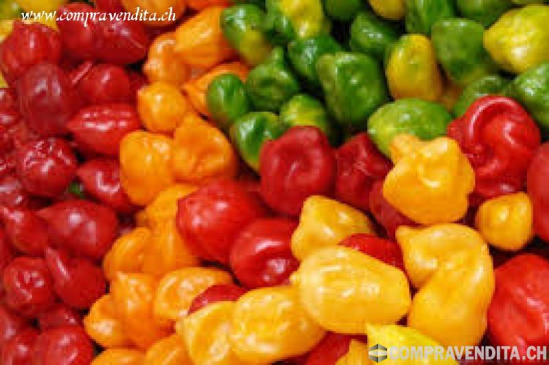 Vendesi negozio di alimentari esotici a Lugano VendesinegoziodialimentariesoticiaLugano.jpg