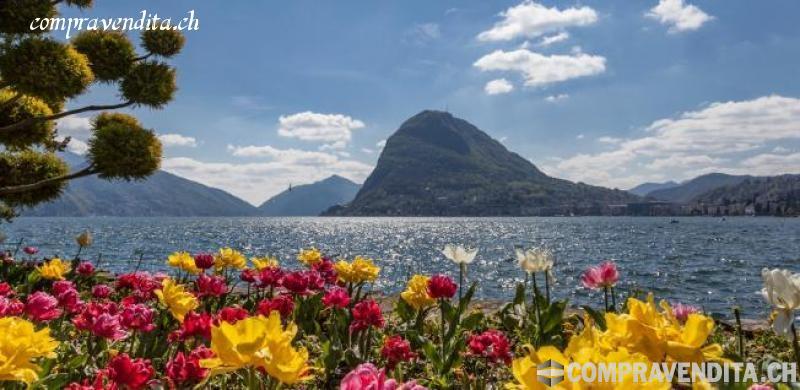 Si cede spazio commerciale in centro Lugano SicedespaziocommercialeincentroLugano.jpg Si cede spazio commerciale in centro Lugano SicedespaziocommercialeincentroLugano.jpg