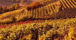 Azienda Agricola Vitivinicola Langhe