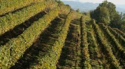 Azienda Agricola Vitivinicola Langhe