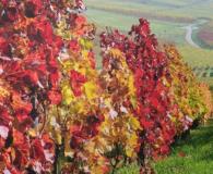 Azienda Agricola Vitivinicola Langhe